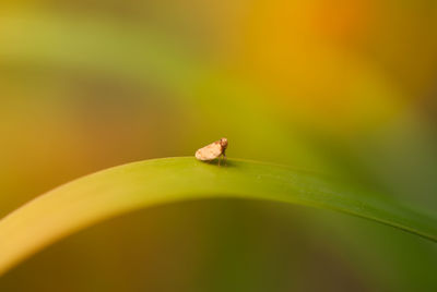 Close-up of ladybug on leaf