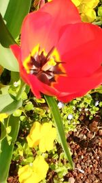 Close-up of flowers blooming outdoors