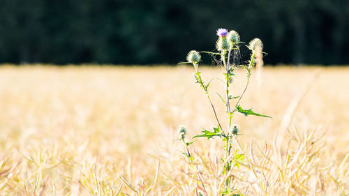 Plant growing on field