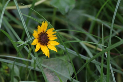 Close-up of yellow flowering plant