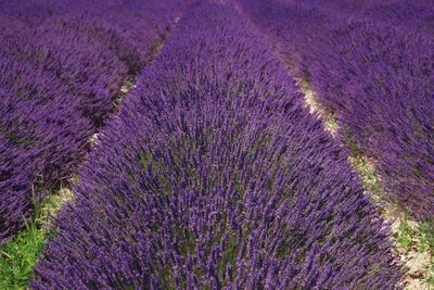 High angle view of lavender growing in field