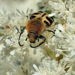 Close-up of bee on flower