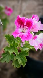 Close-up of pink flowers