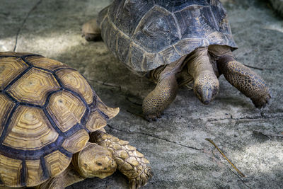 Big tortoises walking on the ground.