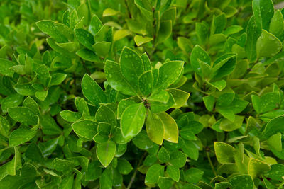 Full frame shot of leaves on plant