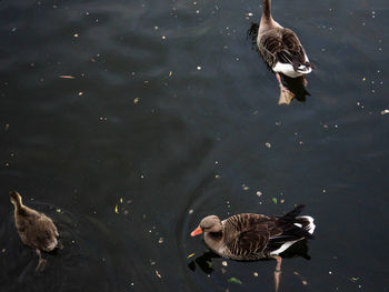 High angle view of mallard duck swimming on lake