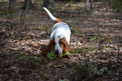 Dog looking away on field