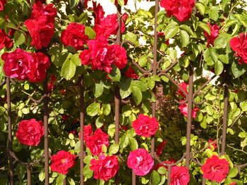 Close-up of pink flowers