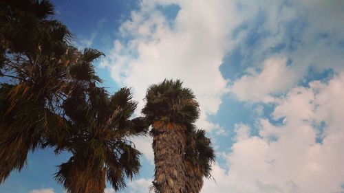 Low angle view of palm trees against sky