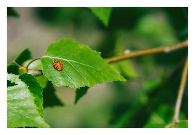 Ladybugs are colorful for a reason