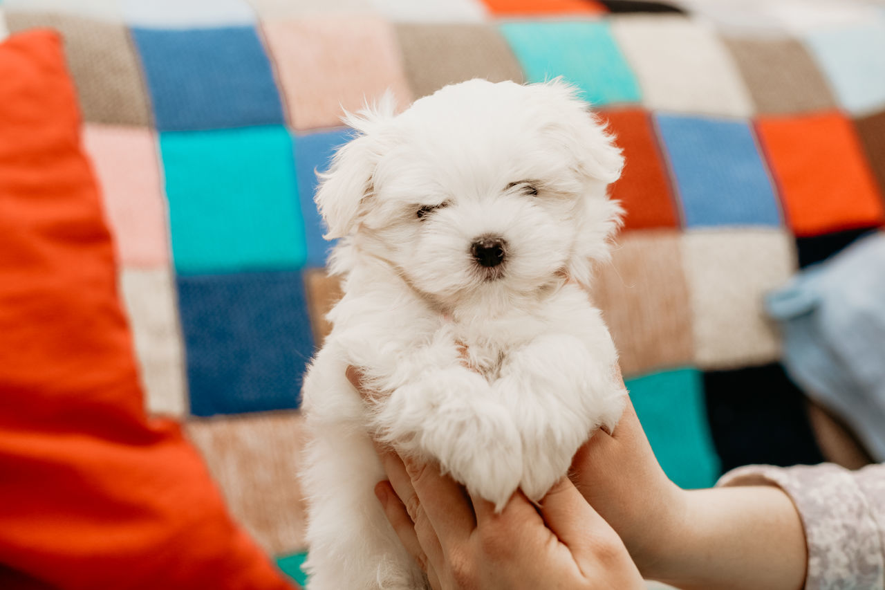 pet, domestic animals, dog, canine, mammal, one animal, animal themes, animal, puppy, maltese, bichon, cute, young animal, friendship, lap dog, havanese, one person, poodle, white, hand, west highland white terrier
