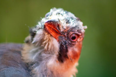 Close-up of a bird