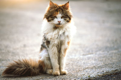 Cat looking away while sitting outdoors