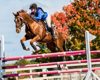 Horse riding horses