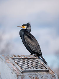 Close-up of bird perching on wood against sky