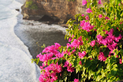 Bougainvillea blooming on cliff by sea