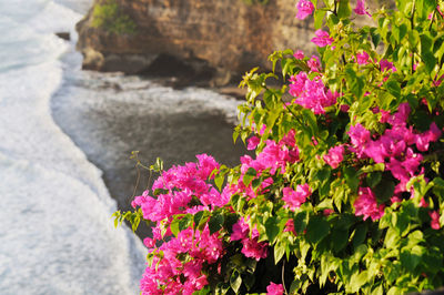 Close-up of pink flowers
