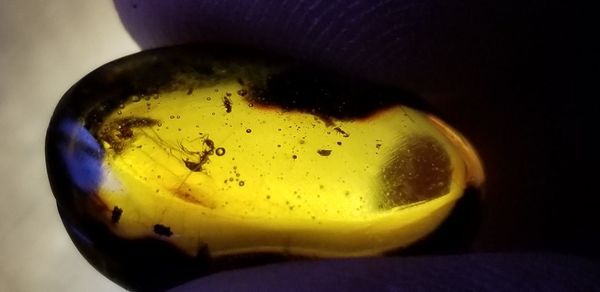 Close-up of lemon slice in bowl