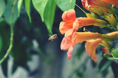 Close-up of honey bee buzzing by orange flower at park