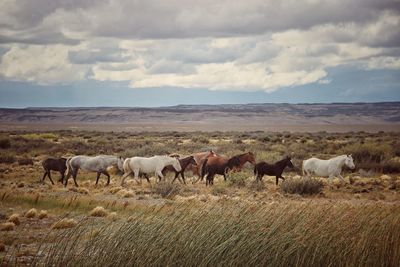 Horses grazing in a field