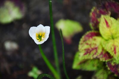 Close-up of white flowering plant