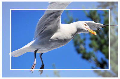 Close-up of bird flying