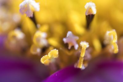 Macro shot of purple flowering plant