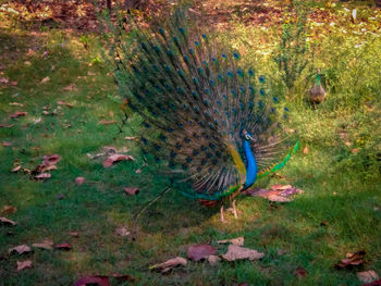 High angle view of peacock
