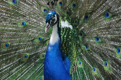 peacock