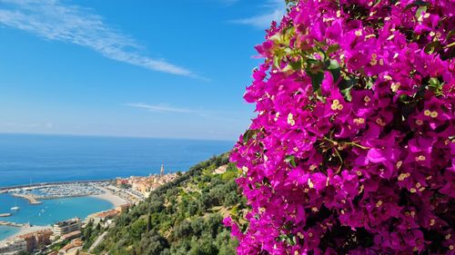 Pink flowering plants by sea against blue sky