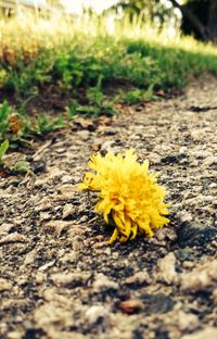 Close-up of yellow flower