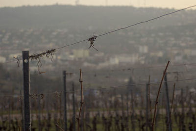 Barbed wire fence on field against sky