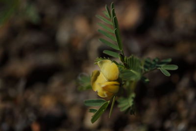 Close-up of yellow flowering plant