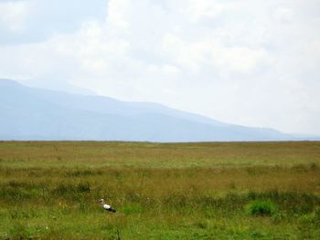 Side view of bird on grassy field against cloudy sky