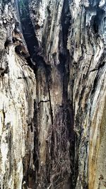 Full frame shot of tree trunk