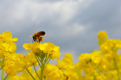 Close-up of bee pollinating on yellow flower against sky