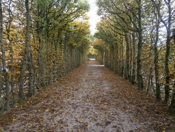 Road amidst trees in forest during autumn