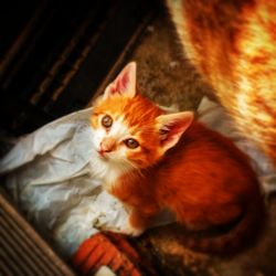 Close-up portrait of cat