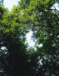 Low angle view of trees in forest