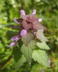 Close-up of purple flowering plant