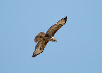 Low angle view of eagle flying against clear blue sky