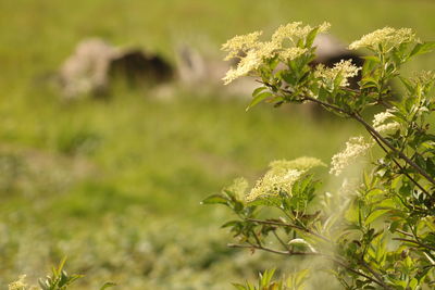 Close-up of fresh green plant