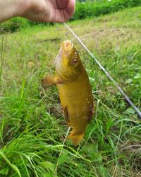 Person holding fish