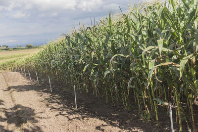 Crops growing on field against sky