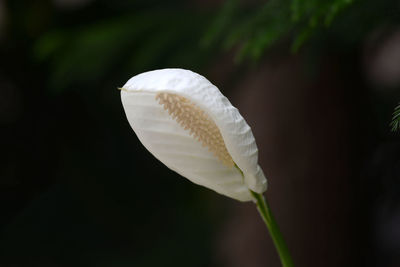Close-up of peace lily blooming outdoors