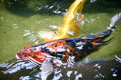 High angle view of koi carps swimming in lake