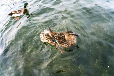 View of swimming in water