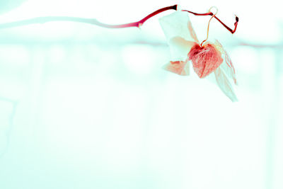 Close-up of flower