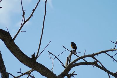 Low angle view of bird perching on bare tree against sky