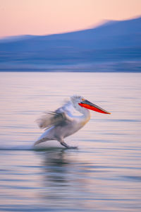 Close-up of bird in lake